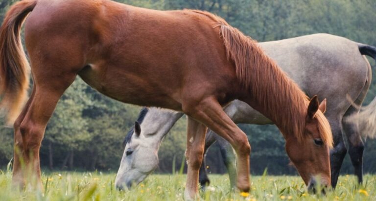 Alles, was Sie über den eHorses-Kaufvertrag wissen müssen