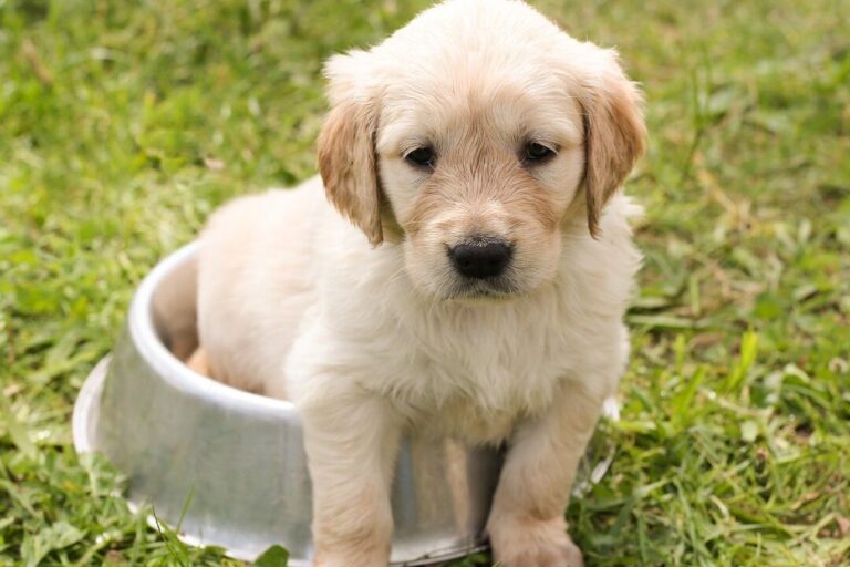 Alles, was Sie über den Kaufvertrag für Hundewelpen wissen müssen