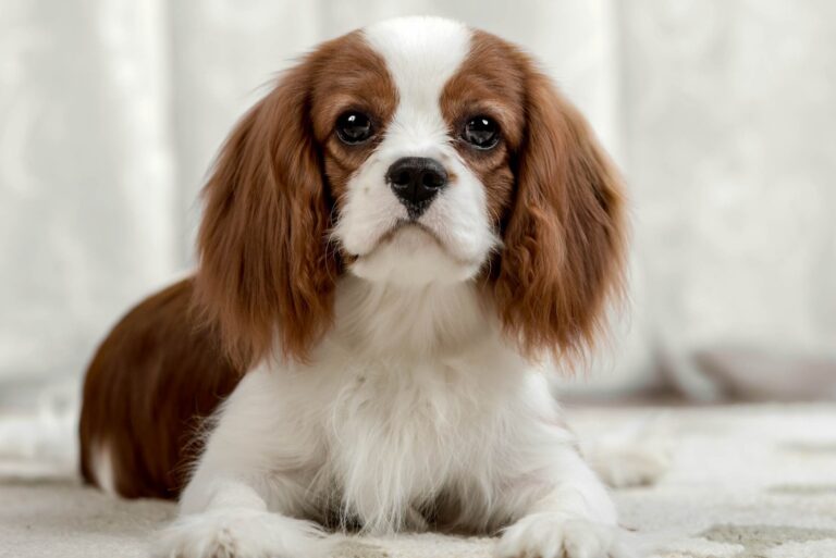 Alles, was Sie über den Kaufvertrag für Ihren neuen Hund wissen müssen