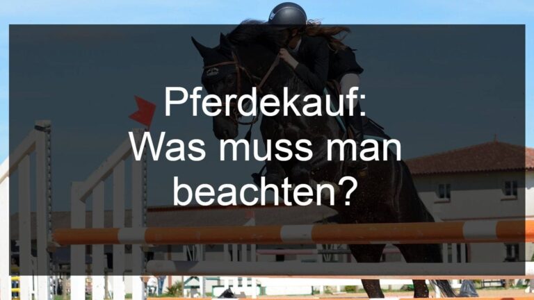Rechtssicherheit beim Pferdekauf: Kaufvertrag ohne Gewährleistung im Privatverkauf